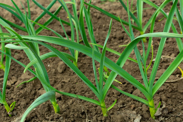 young green garlic sprouts in the garden in spring