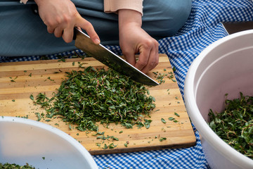 yozgat turkey madimak plant phytonutrients, A woman prepares madimak meal,