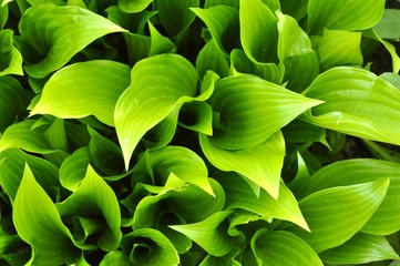 Fototapeta premium green leaves background