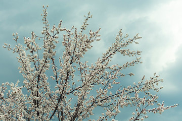 Blooming apricot branch against the blue sky with clouds