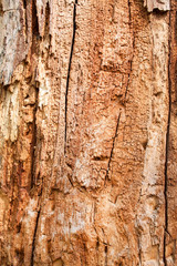 Closeup of old tree wood without bark