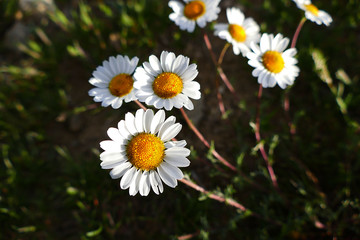 daisy flowers growing in nature, daisy flowers in medicine,