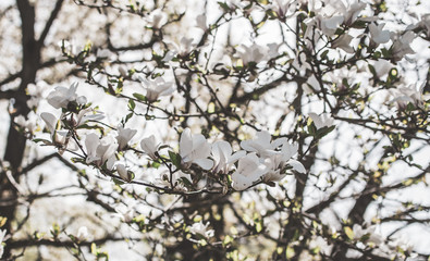 Beautiful Magnolia Flowers Blossom on Magnolia Tree in Garden, Spring Time, Toned Photo 