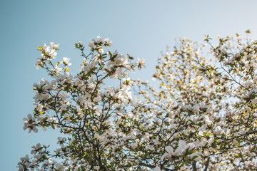Beautiful Magnolia Flowers Blossom on Magnolia Tree in Garden, Spring Time, Toned Photo 