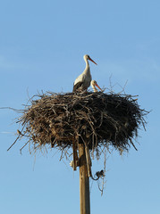 two storks, male and female, in storks nest