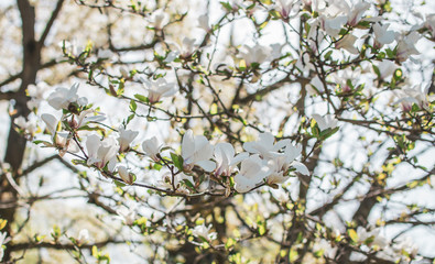 Beautiful Magnolia Flowers Blossom on Magnolia Tree in Garden, Spring Time, Toned Photo 