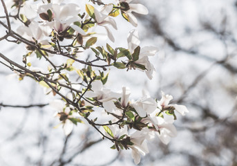 Beautiful Magnolia Flowers Blossom on Magnolia Tree in Garden, Spring Time, Toned Photo 