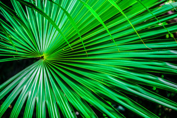 Obraz premium Jungle green