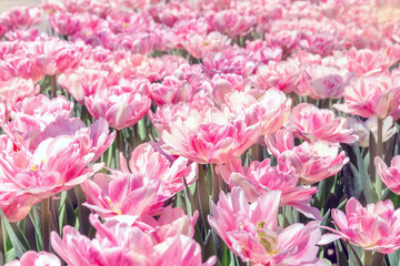 Picturesque pink coral tulips fresh flowers at a blurry soft focus background close up bokeh