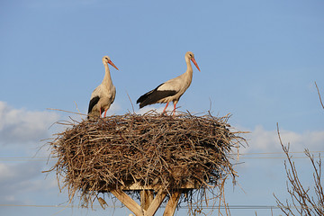 migratory storks returned to their nests in spring storks in their nests in spring