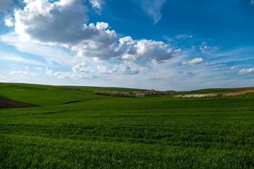Fototapeta premium green crop in a wheat field, a field of raw unripe wheat plants, wheat fields, cloud and sun landscape,