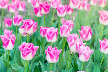 Picturesque pink coral tulips fresh flowers at a blurry soft focus background close up bokeh