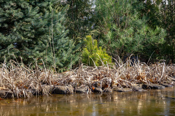 Blue spruce Picea pungens and pines Golden mountain Pinus mugo Ophir and Pinus densiflora Umbraculifera on shore of ice-covered pond in garden. Border of disfocuced  stones, dry grass and blurred ice.