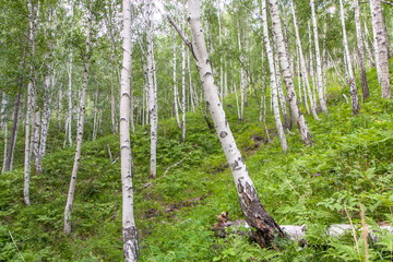 Obraz premium Beautiful birches with white birch bark in a birch grove with green birch leaves on the slope