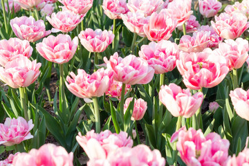 Fototapeta premium Picturesque pink coral tulips fresh flowers at a blurry soft focus background close up bokeh