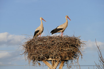 stork nest, stork nest on the pole and two storks, two storks, male and female, in storks nest