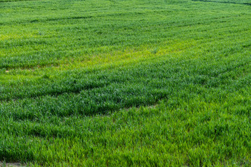 green crop in a wheat field, a field of raw unripe wheat plants, wheat fields, cloud and sun landscape,