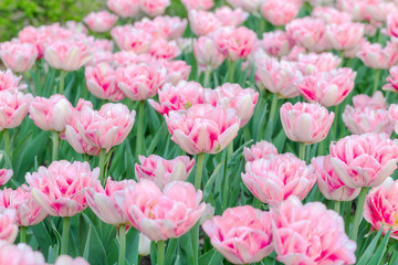 Picturesque pink coral tulips fresh flowers at a blurry soft focus background close up bokeh
