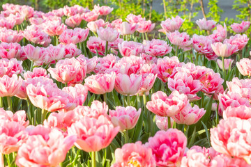 Picturesque pink coral tulips fresh flowers at a blurry soft focus background close up bokeh