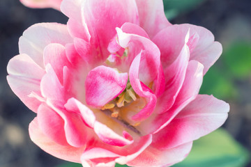Obraz premium Picturesque pink coral tulips fresh flowers at a blurry soft focus background close up bokeh