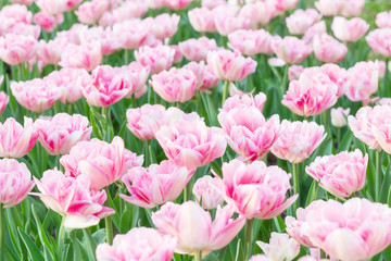 Picturesque pink coral tulips fresh flowers at a blurry soft focus background close up bokeh