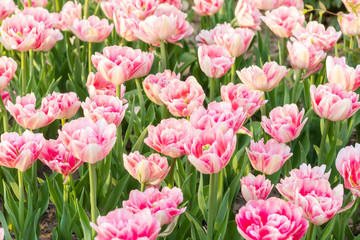 Picturesque pink coral tulips fresh flowers at a blurry soft focus background close up bokeh