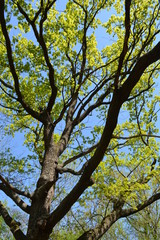  trees spring flowering branches sunny day