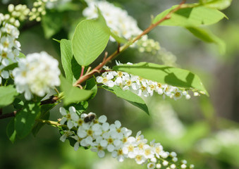 branch of tree with buds and leaves on white background