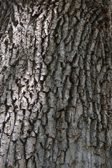  background tree spring bark oak