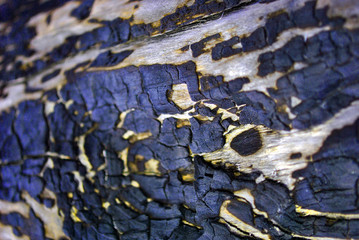 Old shabby tree trunk surface with burned staines, horizontal background texture close up detail