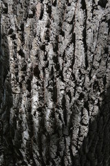  background tree spring bark oak