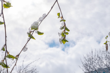 Young leaves of birch covered with ice and snow