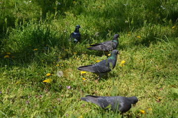 pero pigeons eating birds park feather