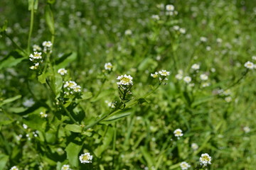 forest, tree, nature, landscape, trees, green, spring, woods, wood, park, autumn, leaf, path, foliage, woodland, road, environment, sun, season, beauty, leaves, outdoors, summer, fall, beautiful,  bra