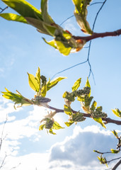 Blossoming buds of bird cherry in spring against the blue sky in the rays of the sun. The appearance of leaves on the tree
