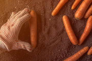 Farmer holding harvested carrot, close up of hand