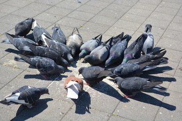 pero pigeons eating birds park feather