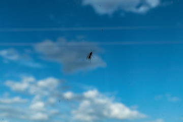 an insect with wings on the glass, a winged fly over the glass,