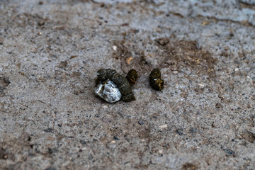 chicken poop, fresh chicken poop
