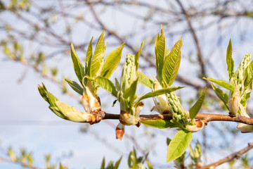 Blossoming buds of bird cherry in spring against the blue sky in the rays of the sun. The appearance of leaves on the tree