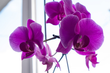 Purple orchids are on the windowsill. purple orchid leaves