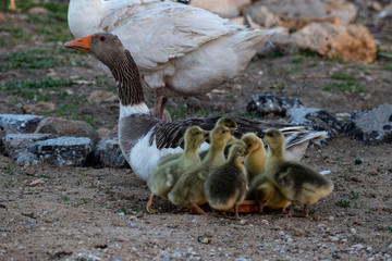 little goose at the village, goslings and mothers, village pets mother goose and her offspring,