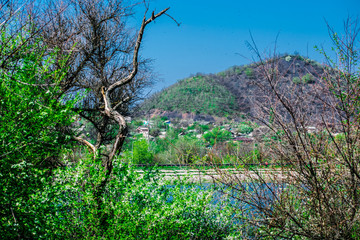 Fototapeta premium Green and bright, spring landscape. View in the field of flowering trees and young leaves. Juicy fresh grass and vegetation. Rostov region, Russia.