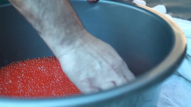spawning salmon fish eggs