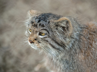 Pallas's cat (Otocolobus manul) living in the grasslands and montane steppes of Central Asia. Portrait of a cute furry wild kitten, closeup. Fluffy monster. Animals life