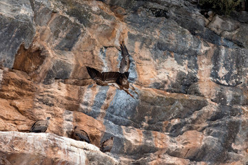Grifone (Gyps fulvus) - località Petrella Liri (Aq)