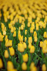 Obraz premium Tulips in the flower garden.