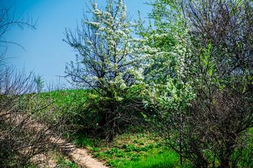 Green and bright, spring landscape. View in the field of flowering trees and young leaves. Juicy fresh grass and vegetation. Rostov region, Russia.