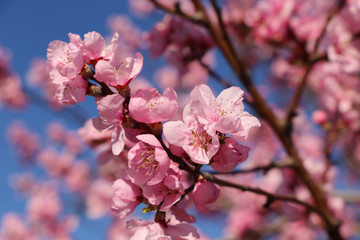 Obraz premium Almond blossoms, cherry blossoms