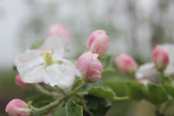 Obraz na płótnie Canvas branch of apple tree that blooms. Apple blossom White flower of apple tree